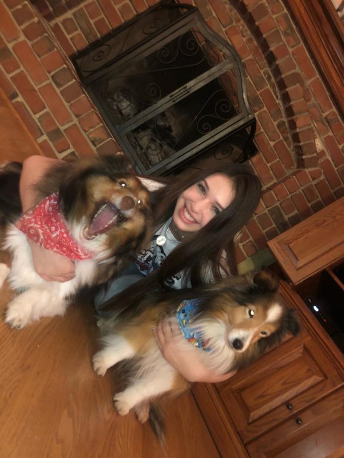 Kristen Stege is pictured with her two Shetland sheep dogs. The hotdog from the video fell on the dog to the left who has its mouth wide open. Photo courtesy of Kristen Stege.
