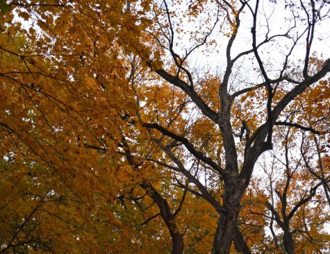 Go for a walk through Knoch Knolls to appreciate nature as seasons change.