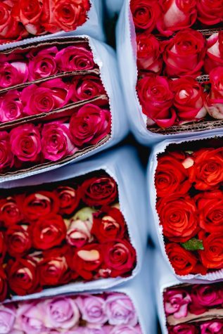 Roses are a common Valentines Day gift usually symbolizing love and romance.